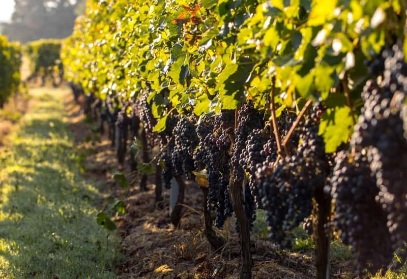 Trebinje Tour with Luxury Transportation and Wine Tasting - Should you book the Trebinje tour?
